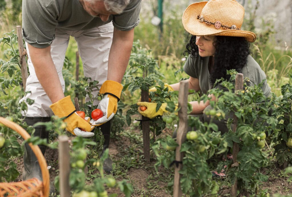 Na studijskom posjetu Sloveniji razmijeniti ćemo iskustva i praksu na području teme pametnih sela 2 senior couple harvesting tomatoes